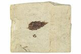 Fossil Leaf (Zelkova) - France #254261-1